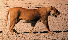 Panthera leo