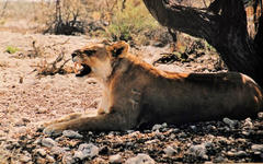 Panthera leo