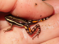 Epipedobates anthonyi