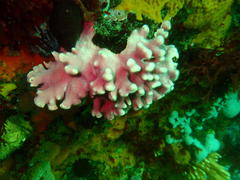 Stylaster nobilis