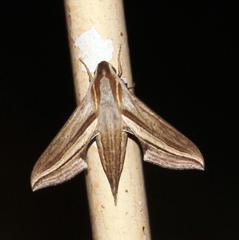 Theretra monteironis