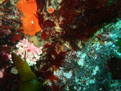 Stylaster nobilis