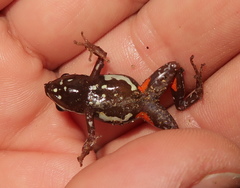 Epipedobates anthonyi