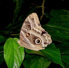 Caligo illioneus
