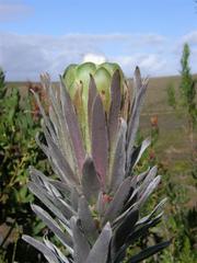 Protea coronata