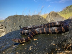 Nerodia sipedon williamengelsi