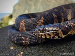 Nerodia sipedon williamengelsi