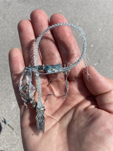 Atlantic needlefish (Scomberesox saurus) — Scomberesocidae