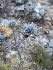 Eryngium amethystinum