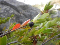 Diospyros glabra