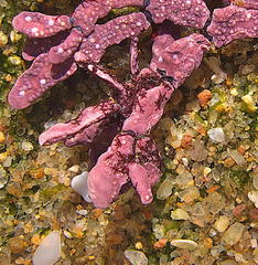 Ceramium poeppigianum