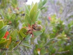 Diospyros glabra