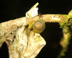 Euconulidae