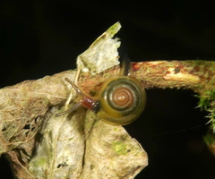 Euconulidae
