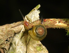 Euconulidae
