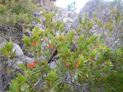 Diospyros glabra