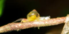 Euconulidae