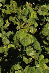 Hibiscus tiliaceus tiliaceus