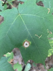 Acericecis ocellaris