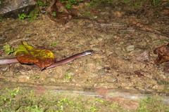 Clelia equatoriana
