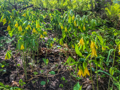 Uvularia grandiflora