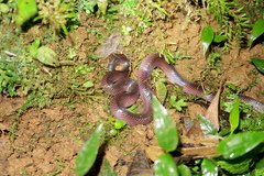 Clelia equatoriana