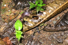 Clelia equatoriana