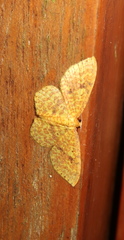 Periclina