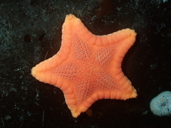 Ceramaster patagonicus