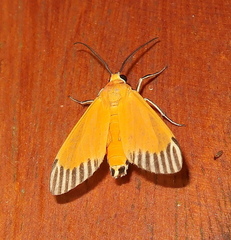 Uranophora walkeri