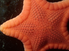 Ceramaster patagonicus