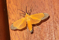Uranophora walkeri
