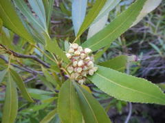Platylophus trifoliatus
