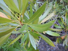 Platylophus trifoliatus