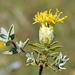Pteronia ovalifolia - Photo (c) Richard Adcock, μερικά δικαιώματα διατηρούνται (CC BY-NC), uploaded by Richard Adcock