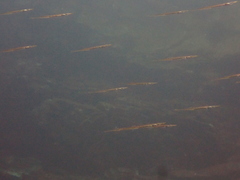 Aulorhynchus flavidus