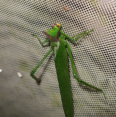 Nicklephyllum acanthonotum