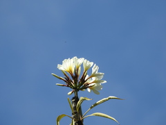 Plumeria rubra
