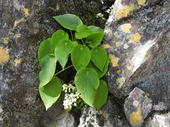 Peperomia lanceolatopeltata