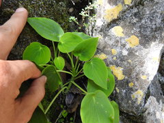 Peperomia lanceolatopeltata