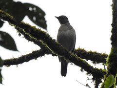 Turdus subalaris