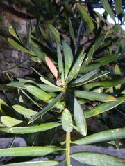 Podocarpus elongatus