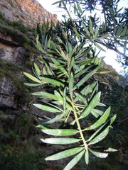 Podocarpus elongatus