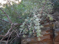 Podocarpus elongatus