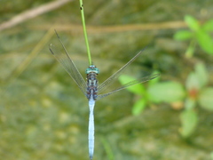 Orthetrum