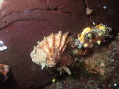 Puncturella cucullata