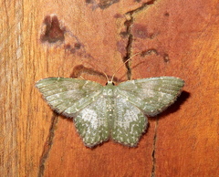 Chloropteryx dealbata