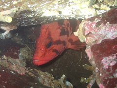 Sebastes nigrocinctus