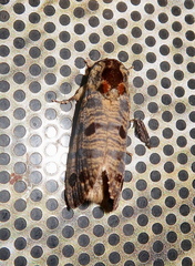 Biocellata