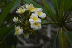 Plumeria rubra